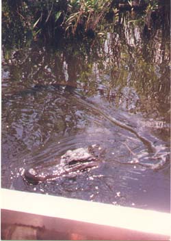 alligator beside the boat